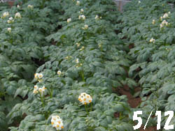 13_0601_jagaimo1.jpg