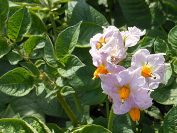 13_0601_jagaimo3.jpg