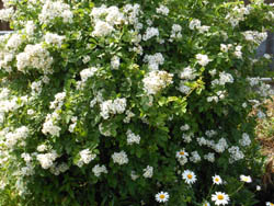 13_0601_noibara1.jpg
