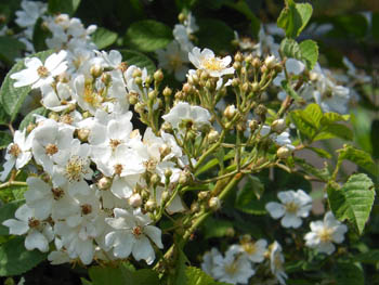 13_0601_noibara2.jpg