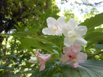 13_0602_hakone_u3.jpg