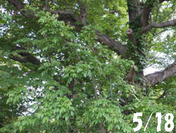 13_0605_gonzui1.jpg