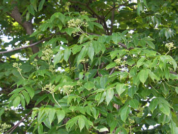 13_0605_gonzui2.jpg