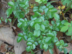 13_0605_t_noibara.jpg
