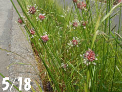 13_0606_nobiru.jpg
