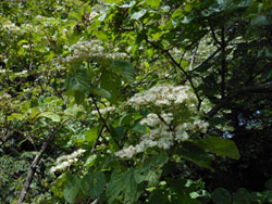 13_0611_gamazumi6.jpg