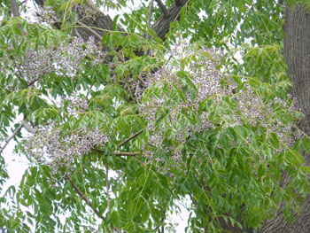 13_0615_auti1.jpg