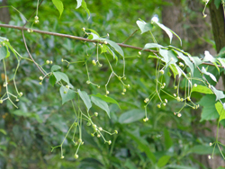 13_0615_turibana1.jpg