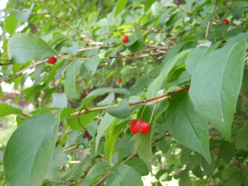 13_0615_uguisu_k1.jpg