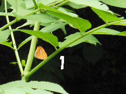 13_0628_akasijimi5.jpg