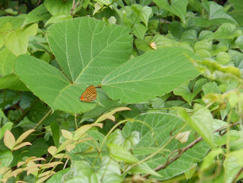 13_0629_uranamiaka_s2.jpg