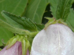 13_0714_hotaru_b2.jpg