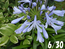 13_0717_agapanthus.jpg