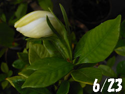 13_0718_k_kutinasi2.jpg