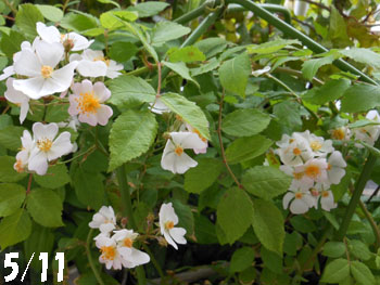 13_0718_noibara1.jpg