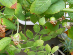 13_0718_noibara2.jpg