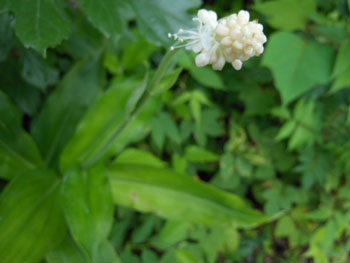 13_0721_yabumyoga.jpg