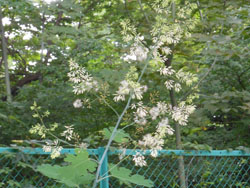 13_0722_takeni_g.jpg