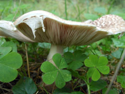 13_0723_kinoko10.jpg