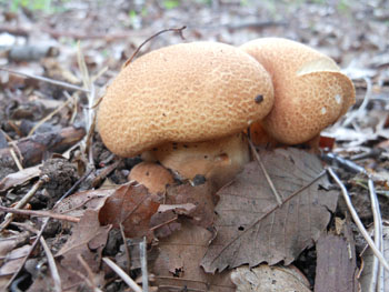 13_0723_kinoko13.jpg