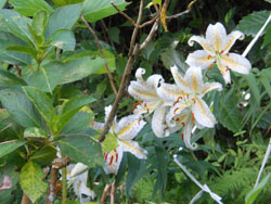 13_0728_yamayuri4.jpg
