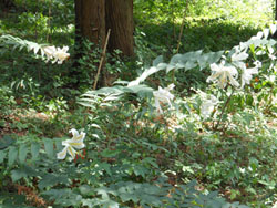13_0728_yamayuri6.jpg