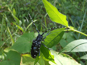 13_0731_gomadara_k.jpg
