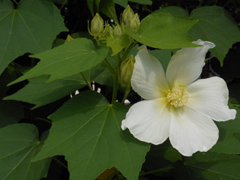 13_0804_fuyou2.jpg