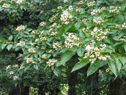 13_0804_kusagi1.jpg