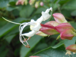 13_0804_kusagi4.jpg