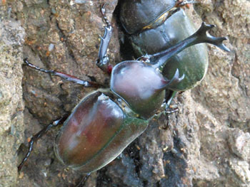 13_0811_kabuto_m3.jpg