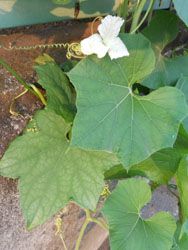 13_0813_hyoutan2.jpg