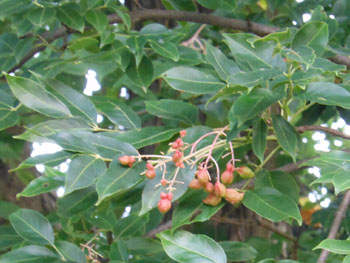 13_0814_gonzui3.jpg