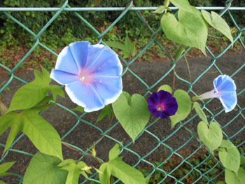 13_0816_asagao1.jpg