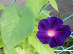 13_0816_maruba_a2.jpg