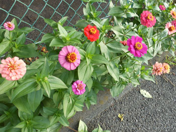 13_0817_zinnia1.jpg