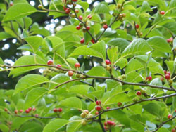 13_0820_aohada2.jpg