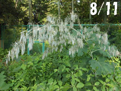 13_0821_takeni_g1.jpg