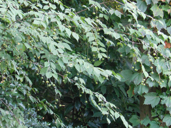 13_0822_turibana.jpg
