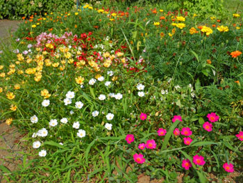 13_0823_portulaca4.jpg