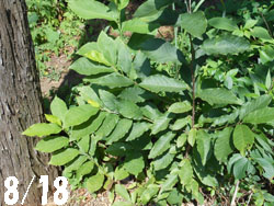 13_0828_kobusi.jpg