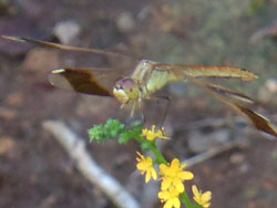 13_0907_miyama_a2.jpg