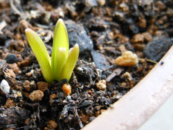 13_0908_muscari.jpg