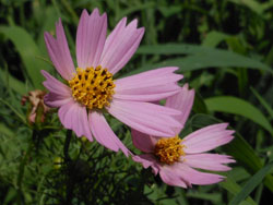 13_0910_cosmos1.jpg