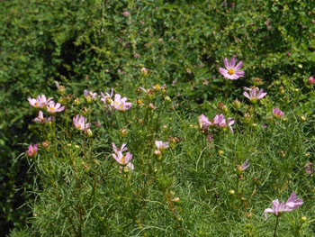 13_0910_cosmos2.jpg
