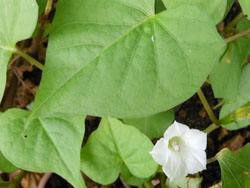 13_0910_mameasagao.jpg