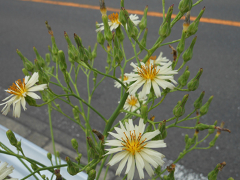 13_0911_aki_nogesi2.jpg
