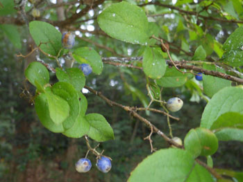 13_0912_sawafutagi1.jpg