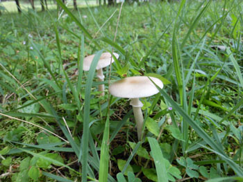 13_0914_kinoko08.jpg