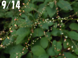 13_0918_mizuhiki.jpg